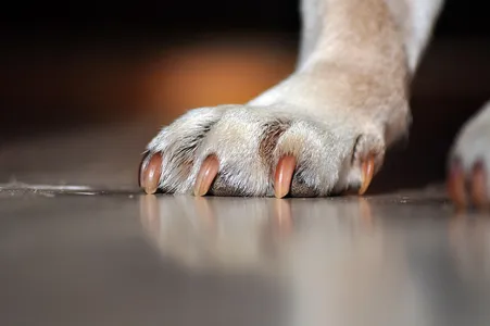 Morador foi atacado por cachorro
