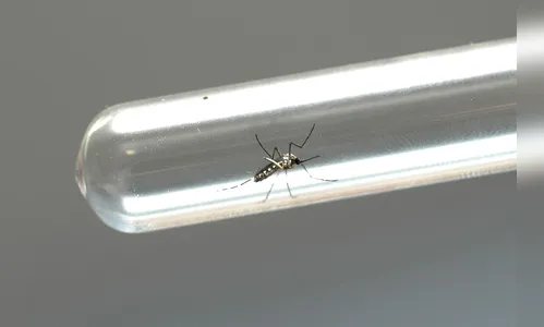 Secretaria da Saúde confirma mais 2.880 casos e dois óbitos por dengue no PR