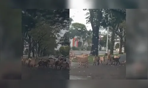 Cabritos são flagrados 'dando rolê' em avenida de Maringá; veja vídeo