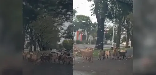 O caso foi registrado neste domingo (08)