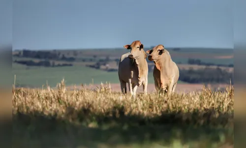 PR se beneficia como território livre de febre aftosa sem vacinação