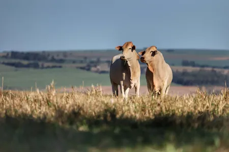 O comércio e o trânsito animal no Estado serão facilitados com maior segurança na negociação e transporte dos animais.
