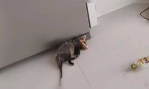 Gambá ‘bêbado’ dorme entre garrafas quebradas após invadir casa; veja