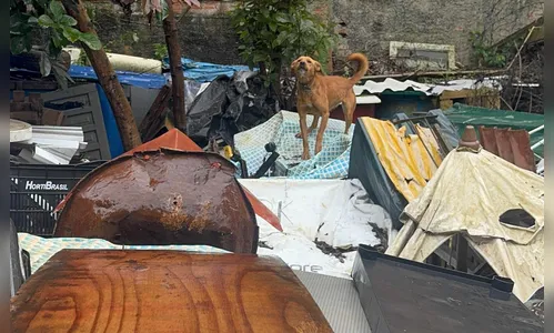 Polícia prende mulher acumuladora por maus-tratos e resgata 18 cães