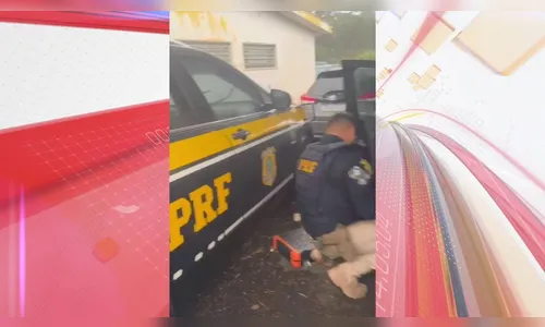 PRF apreende quase 30 quilos de haxixe na BR-369 em Arapongas; veja