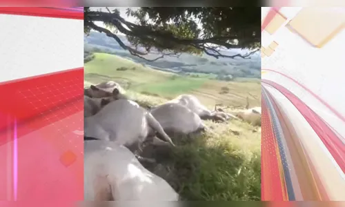Raio mata 15 bois durante temporal em fazenda de Lunardelli