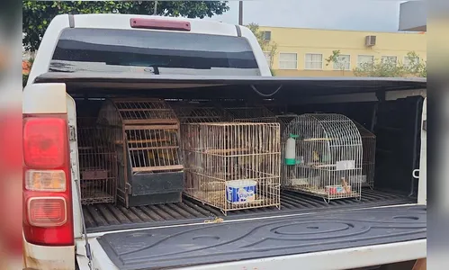 Polícia Ambiental e IAT apreende 57 pássaros no Paraná