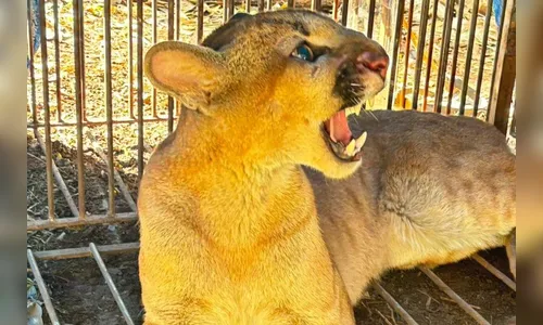 IAT captura e solta segunda onça-parda em município da região