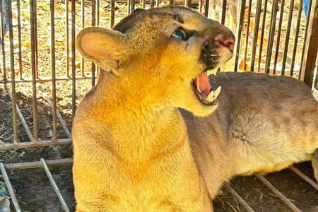 Puma concolor possui pelagem acastanhada em quase todo o corpo, à exceção da região ventral, que é mais clara