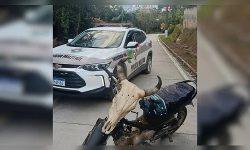 Moto irregular com cabeça de vaca é pega pela polícia e chama atenção