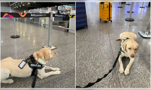 Saiba mais sobre o labrador Teddy, cão que auxilia criança com autismo