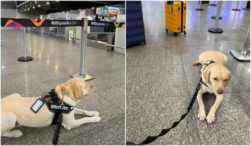 Teddy é um cão de serviço que auxilia uma criança, portadora de transtorno do espectro autista (TEA), que hoje mora em Portugal