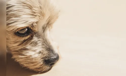 Ladrão invade residência e furta Yorkshire em Apucarana