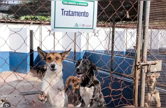 Promotores apuram denúncia de maus-tratos a animais no Cemsa em Apucarana