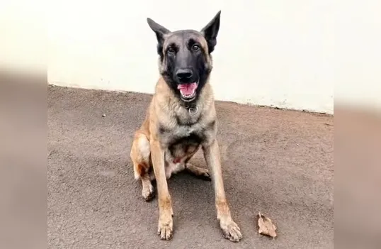 Morre o cão policial Rintin Tin do Canil do 10º BPM de Apucarana