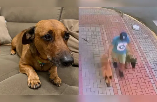 Cão morre após ataque na Praça do 28; tutora fica ferida e responsável foge