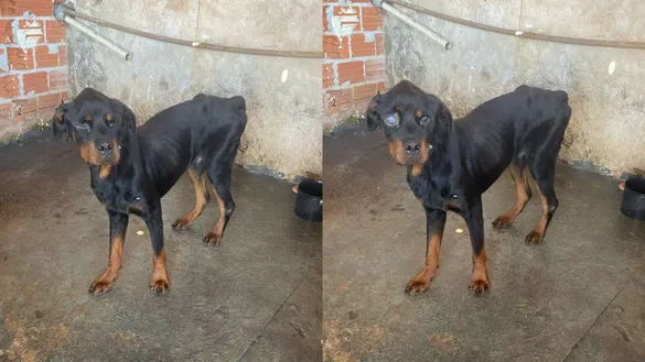 O animal estava visivelmente em estado de desnutrição