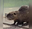 Após buscas, equipe captura ratão do banhado com lesões nas patas em Apucarana