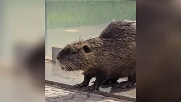 Após buscas, equipe captura ratão do banhado com lesões nas patas em Apucarana