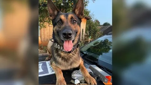 Após diagnóstico de câncer, cão farejador da Polícia Civil do PR é aposentado