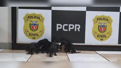 Jovem é preso após abandonar oito filhotes de cachorro pela segunda vez em Apucarana