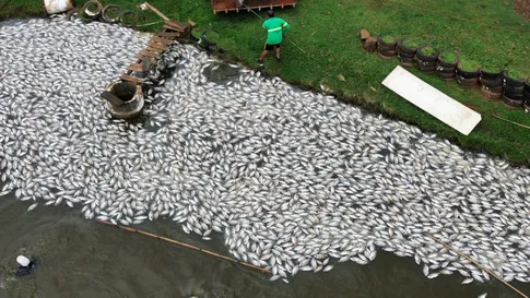 Cerca de 400 mil peixes morrem em empresa após falta de energia em São João do Ivaí