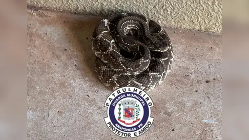 Três cobras são capturadas na área urbana de Arapongas; uma delas viajou escondida em carga de SC