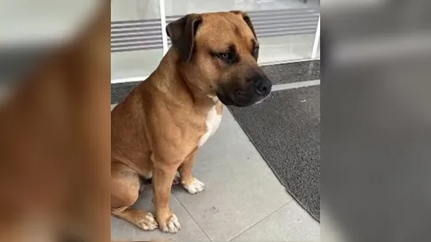 Cachorro comunitário é morto a tiros por policial no PR e caso gera revolta