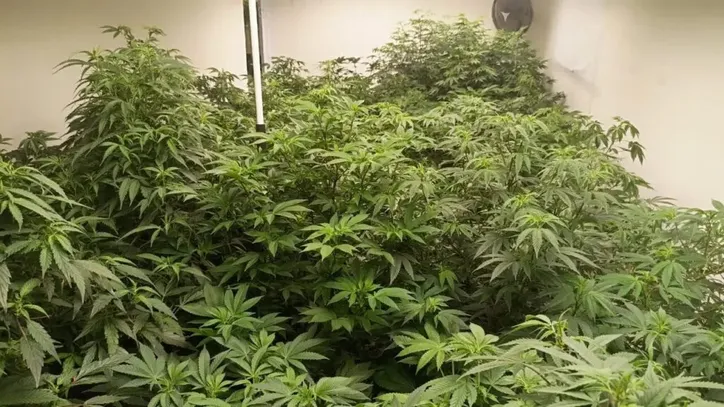 Polícia Civil descobre laboratório 'sofisticado' de maconha em Maringá