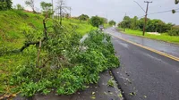 Apucarana: temporal derruba árvores e deixa 10 mil imóveis sem energia