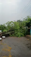 Árvore de grande porte cai e atinge carro durante chuva em Apucarana