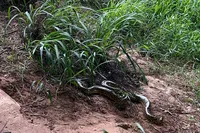 Cobra foi solta novamente em seu habitat