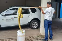 Cobra foi solta novamente em seu habitat