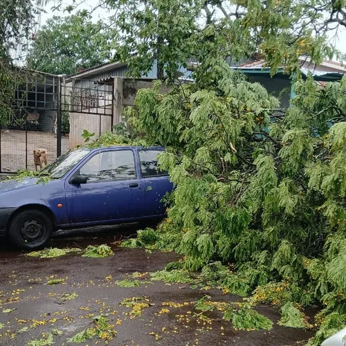 Árvore de grande porte atingiu carro estacionado