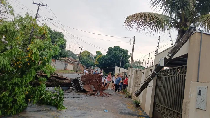 Árvore de grande porte cai e atinge carro durante chuva em Apucarana