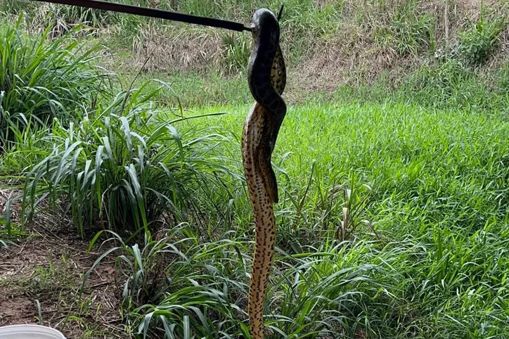 Cobra foi solta novamente em seu habitat