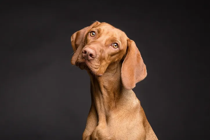 Os cães são considerados os melhores amigos do homem, e quase todo mundo possui um de estimação