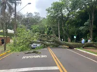 Árvore de grande porte cai sobre veículo em Apucarana