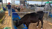 Torneio de Leite e Clube da Bezerra são destaques na 20ª Expovale