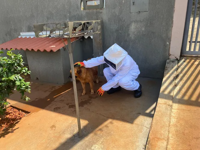 Trabalhador vai roçar terreno e acaba atacado por abelhas em Apucarana