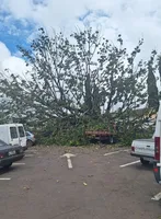 Árvore em frente ao Cemitério Cristo Rei cai sobre carros em Apucarana