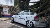 Árvore em frente ao Cemitério Cristo Rei cai sobre carros em Apucarana