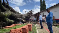 Árvore em frente ao Cemitério Cristo Rei cai sobre carros em Apucarana