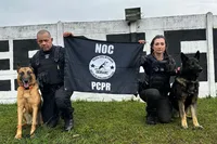 Os policiais responsáveis pelos animais passam por capacitações e cursos de adestramento e condução de cães policiais