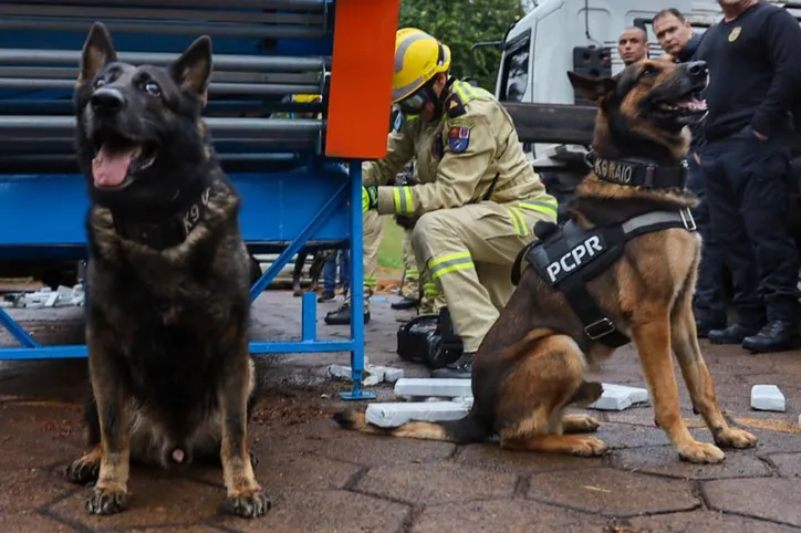 Cães da PCPR ajudaram a apreender 2,8 toneladas de drogas em 2024