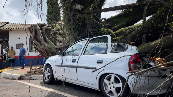 Árvore em frente ao Cemitério Cristo Rei cai sobre carros em Apucarana