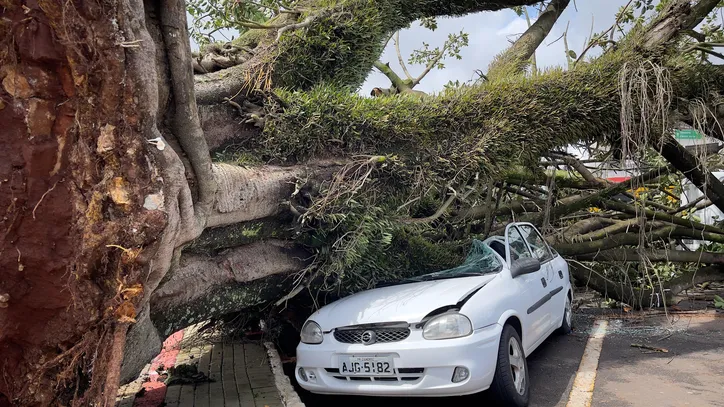 Árvore em frente ao Cemitério Cristo Rei cai sobre carros em Apucarana