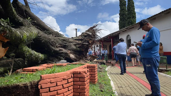 Árvore em frente ao Cemitério Cristo Rei cai sobre carros em Apucarana