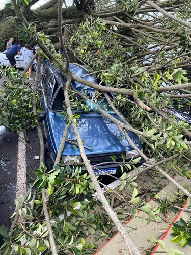 Árvore em frente ao Cemitério Cristo Rei cai sobre carros em Apucarana