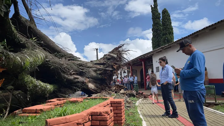 Árvore em frente ao Cemitério Cristo Rei cai sobre carros em Apucarana